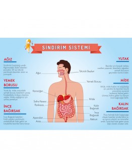 Sindirim Sistemi Afişi